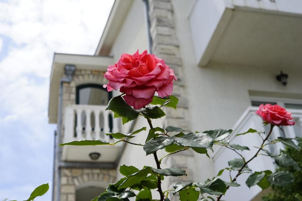 Апартаменты Apartments Bella Vista Тиват